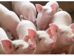 猪肉价格将有恢复性上涨 生猪价格涨跌互现 猪价还有很大上涨空间